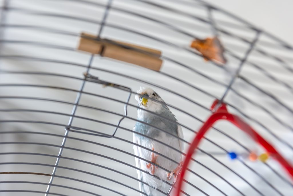 Heat Tolerance of Bird Flu Raises Alarming Concerns Among Scientists