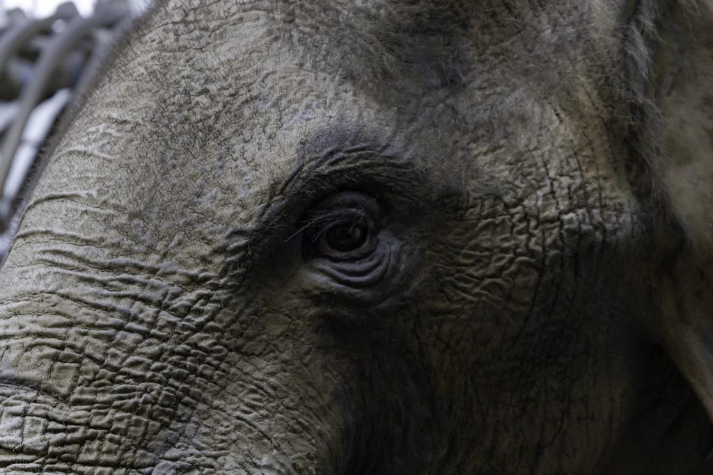 Ancient woolly mammoth RNA from 40,000 years ago reveals clues about its final moments