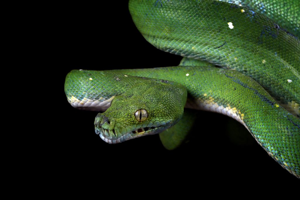 New Antivenom Shows Ability to Counter Bites From 17 Snake Species, Early Tests in Mice Indicate