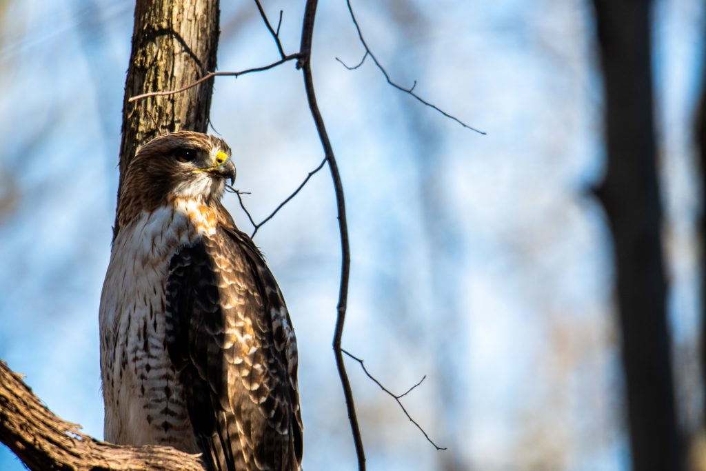 Investigation launched into missing white-tailed eagles
