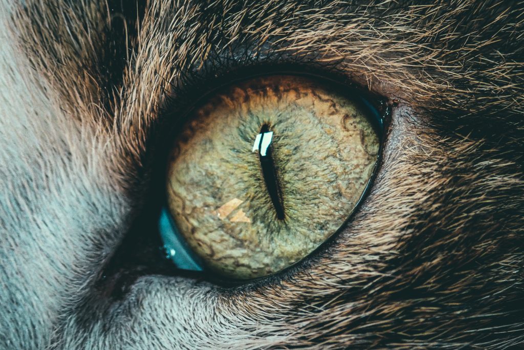 Scientists Discover Animals Capable of Regrowing Fully Functional Eyes