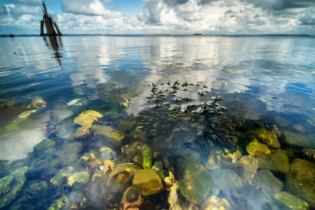 Conservation Summit “Troubled Waters” to Rally Global Action for Ocean Nature Protection