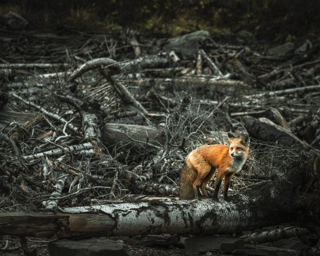 Biodiversity loss is accelerating despite global conservation efforts
